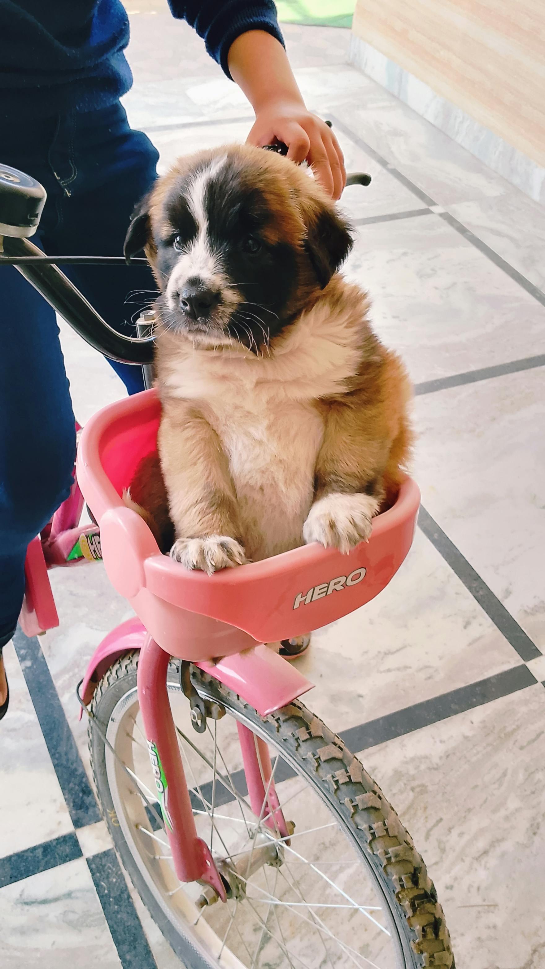 Puppy riding in a pink Hero bicycle basket